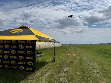 Drone flying over miscanthus fields